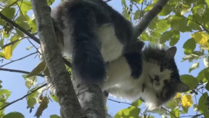 Illustration : "Il était très content de me voir" : un chat coincé en haut d'un arbre secouru par un spécialiste (vidéo)