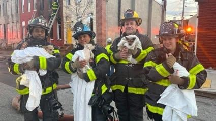 Illustration : En tentant de maîtriser un incendie, les pompiers découvrent 3 chiens et un chat pris au piège