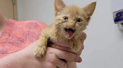 Illustration : Un chaton retrouvé en piteux état se bat pour survivre et surprend son entourage