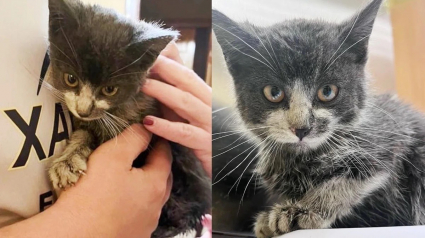 Illustration : Un chaton grimpe in extremis à bord d’un camion de pompiers lors d’une intervention, et s’offre ainsi un nouveau départ