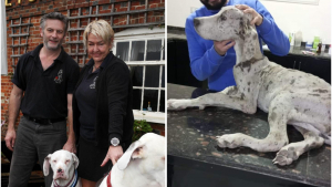 Illustration : Un couple se bat pour offrir un nouveau départ à un chiot errant, retrouvé avec des pierres dans l’estomac