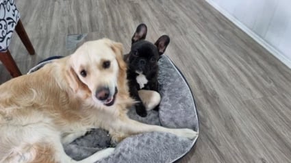 Illustration : Un chien destructeur se métamorphose avec l’arrivée d’un nouveau chiot (vidéo)