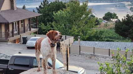 Illustration : Un chien perdu est retrouvé coincé sous un rocher par son congénère, les pompiers interviennent en urgence