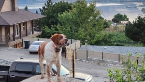 Illustration : Un chien perdu est retrouvé coincé sous un rocher par son congénère, les pompiers interviennent en urgence