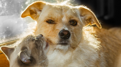 Illustration : Des bénévoles portent secours à 2 chiens et un chat mal en point et enfermés dans un couloir