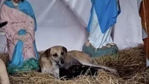 Illustration : Une chienne élit domicile dans une crèche de Noël, un passant découvre qu'elle n'est pas seule