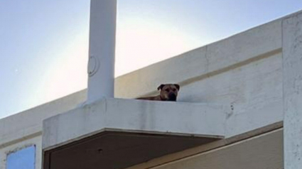 Illustration : Le sauvetage périlleux d’une chienne, perchée sur le rebord d’un viaduc (vidéo)