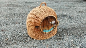 Illustration : Le ras-le-bol de la SPA après la découverte d'un chat abandonné sur un parking