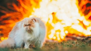 Illustration : Un chat se retrouve cerné par les flammes, 3 membres de sa famille hospitalisés en tentant de le secourir