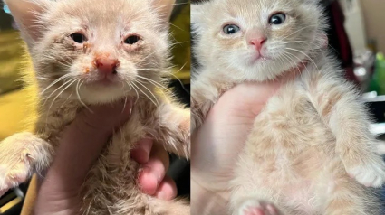 Illustration : Ce chaton, orphelin et affamé lorsqu’il fut découvert, est aujourd’hui le plus gourmand des félins (vidéo)