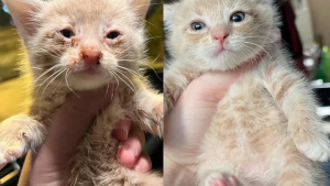 Illustration : "Ce chaton, orphelin et affamé lorsqu’il fut découvert, est aujourd’hui le plus gourmand des félins (vidéo)"