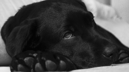 Illustration : Une nouvelle vague d’empoisonnements de chiens inquiète les maîtres du sud de la France