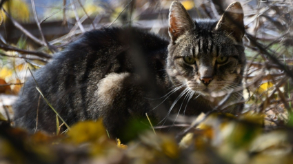 Illustration : Mobilisation pour retrouver le chat d'un couple de campeurs néerlandais perdu depuis des semaines