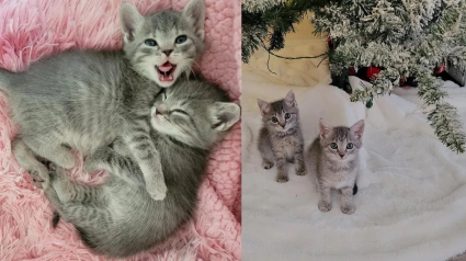 Illustration : 2 chatons retrouvés sur un chantier trouvent un toit chaleureux à l’approche de Noël