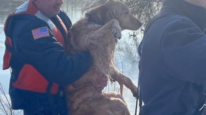 Illustration : Un étang gelé piège un chien un peu trop curieux, les pompiers interviennent rapidement