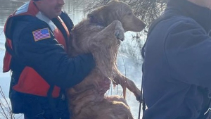 Illustration : Un étang gelé piège un chien un peu trop curieux, les pompiers interviennent rapidement