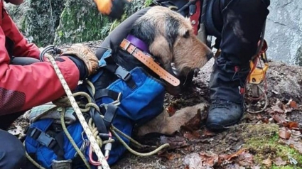 Illustration : Un dispositif humain et matériel exceptionnel déployés par les secours pour un chien tombé dans un ravin