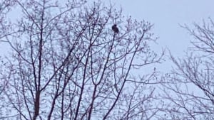 Illustration : Des voisins se mobilisent pour porter secours à un chaton coincé en haut d’un arbre (vidéo)