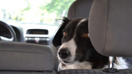 Illustration : Un chien est laissé seul dans la voiture de son maître par près de 40°C, passants et policiers interviennent