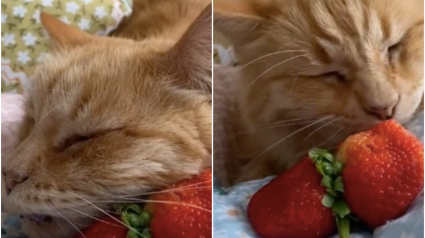 Illustration : Ce chat, fan de fraises, a fait fondre des milliers d’internautes (vidéo)