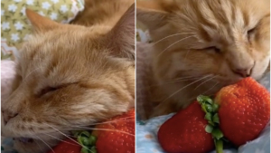 Illustration : "Ce chat, fan de fraises, a fait fondre des milliers d’internautes (vidéo)"