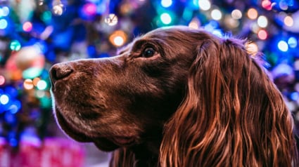 Illustration : 20 photos de chiens que l'atmosphère de Noël rend plus joyeux et excités que jamais