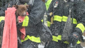 Illustration : "Venus éteindre un incendie, les pompiers découvrent un chien pris au piège"