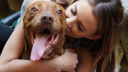 Illustration : D'appât pour les combats canins à grand-frère bienveillant, l'émouvante destinée d'un Pitbull sauvé par une passionnée