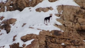 Illustration : Une chienne se perd au milieu d’un canyon enneigé, des bénévoles se mobilisent pour la sauver