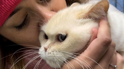 Illustration : Une chatte sénior disparue fait une joyeuse surprise à sa famille au bout de 8 longues années