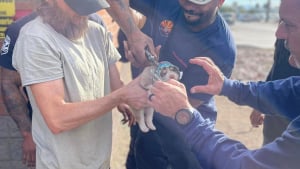 Illustration : Les pompiers volent au secours d’un chiot qui s’est coincé la tête dans une boîte de conserve