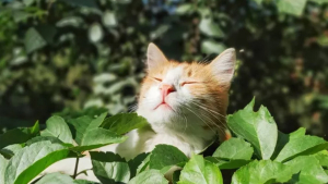 Illustration : 20 photos de chats s'offrant un agréable bain de soleil