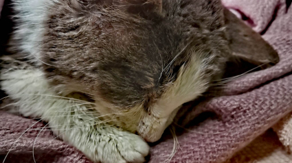 Illustration : Un chat sénior fait les frais d’une tempête hivernale, et est retrouvé gelé dans les rues de sa ville (vidéo)