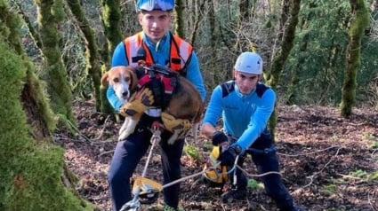 Illustration : Un Beagle en mauvaise posture après avoir poursuivi un animal fait intervenir les sauveteurs spécialisés de la gendarmerie