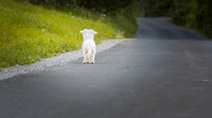 Illustration : Un bon samaritain sauve la vie d'un chien errant heurté par une voiture