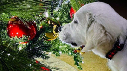 Illustration : 20 photos drôles ou émouvantes d'animaux qui ont marqué Noël de leur patte personnelle