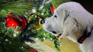 Illustration : 20 photos drôles ou émouvantes d'animaux qui ont marqué Noël de leur patte personnelle