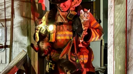 Illustration : Les pompiers s'engouffrent dans une maison en feu avec 3 chats et 3 chiens à l'intérieur, espérant les retrouver à temps