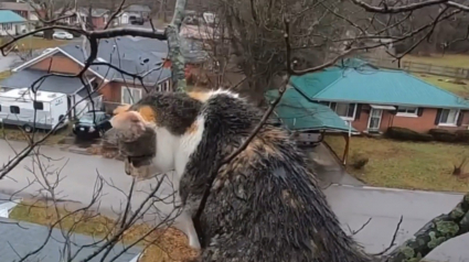 Illustration : A court de solutions, la propriétaire d'une chatte coincée dans un arbre depuis 4 jours se tourne vers un élagueur