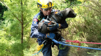 Illustration : Un chien fait une chute vertigineuse de 40 mètres en voulant chasser un lapin