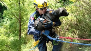 Illustration : "Un chien fait une chute vertigineuse de 40 mètres en voulant chasser un lapin"