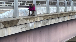 Illustration : Un chien marchant seul sur un pont au-dessus d'une rivière gelée interpelle les passants qui lui viennent en aide