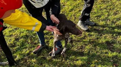 Illustration : Les pompiers volent à la rescousse d’une chienne prise au piège dans un canal