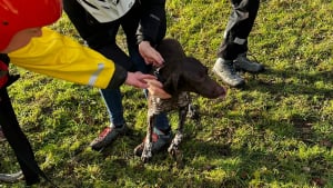 Illustration : "Les pompiers volent à la rescousse d’une chienne prise au piège dans un canal"