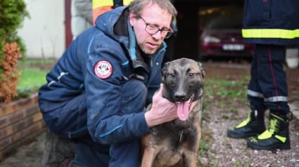 Illustration : Un Berger Belge Malinois pris au piège entre 2 murs nécessite l’intervention des pompiers