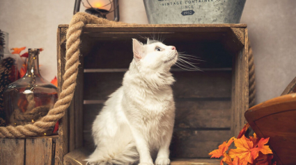 Illustration : 20 portraits sublimes de chats et de chiens réalisés par un photographe amoureux des animaux