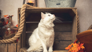 Illustration : 20 portraits sublimes de chats et de chiens réalisés par un photographe amoureux des animaux