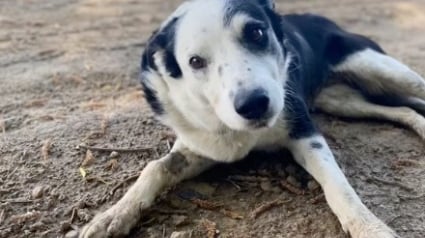 Illustration : Une chienne est retrouvée après sa fugue, mais ses propriétaires refusent de la reprendre (vidéo)