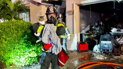 Illustration : Les pompiers interviennent pour voler au secours d’un chat et de 2 oiseaux, pris au piège dans l’incendie de leur maison