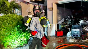 Illustration : Les pompiers interviennent pour voler au secours d’un chat et de 2 oiseaux, pris au piège dans l’incendie de leur maison